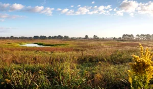 Indiangrass Preserve with restored coastal prairie and prairie potholes.