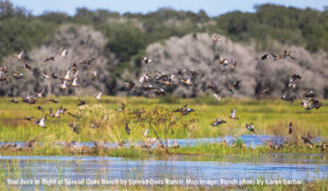 Teal ducks take flight over wetlands in the coastal prairie of Texas.
