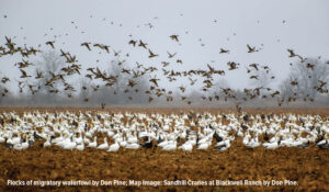 A photo of hundreds of migratory waterfowl, some on the ground and some in flight in the coastal prairie of Texas.
