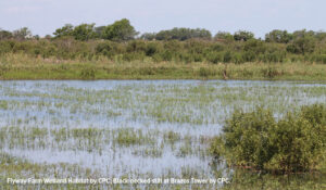 Photo of a wetland complex along the gulf coast of Texas.